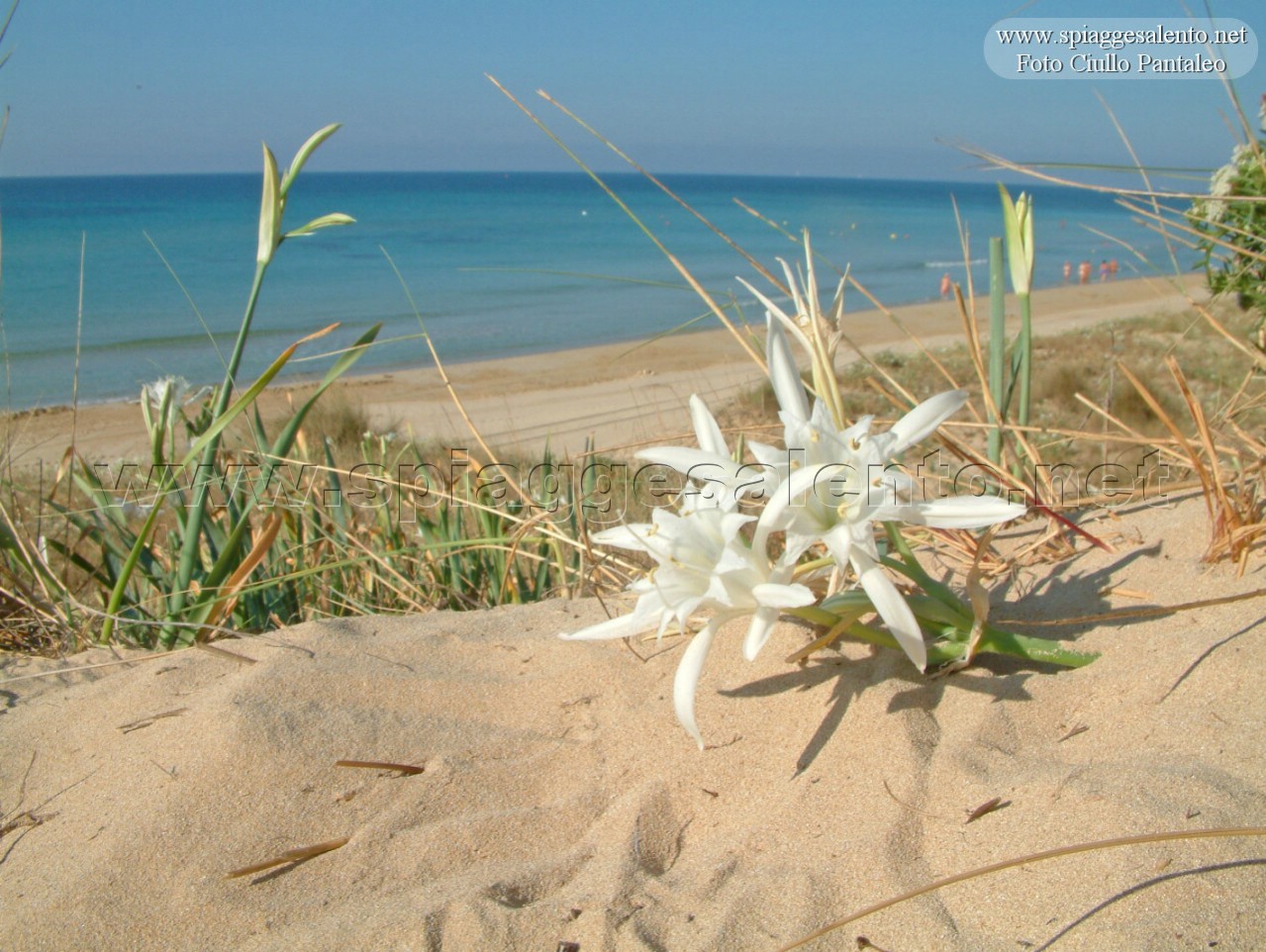 Pasqua , Ponte , Primavera e Puglia